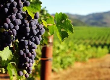 vinograd